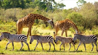 natural Animals view in hd