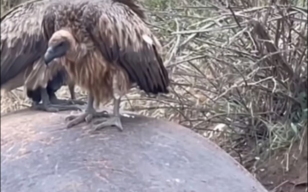 The hyena was unlucky enough to trigger an explosion while digging into Hema’s anus—blown to smither