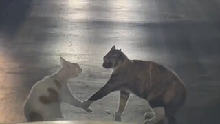 小猫你们一定要在一起啊！