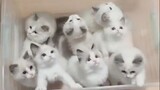 [Thú cưng] Xin hãy mở chiếc hộp ma thuật này - một bầy mèo con~