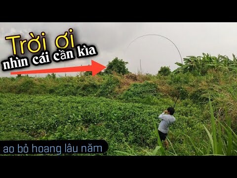 Ra ao bỏ hoang lâu năm câu cá không ngờ trúng ổ cá trê khủng / Terrible fishing