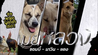 ซอมบี้ ไขว้VSกับ แดง อย่างกะละครเมียหลวง OMG! เมียหลวงซอมบี้