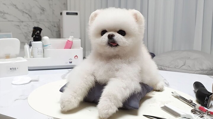 Cute Tactics of a Little Dog Who Doesn’t Want Its Fur Groomed