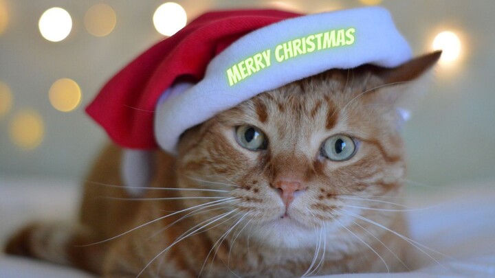 We Wish You a Merry Christmas 2023 | Christmas waves a magic wand over this world | Merry Christmas