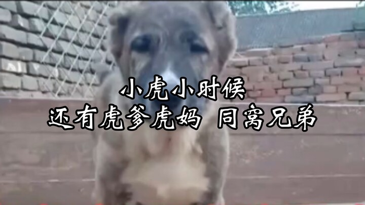 [Yuxi Xiaoding] Baby Tiger’s childhood videos, plus footage of Tiger Dad, Tiger Mom, and his litterm