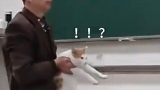 In a college classroom, the teacher was giving a lecture when a senior cat student sneaked in to eav