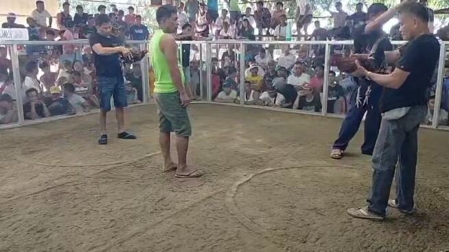 blue leg hatch vs Boston kelso 🐓🐓👌