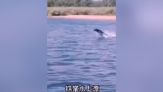 Khi anh ấy đi đường quyền :)) Theo dõi  xem video cún yêu nha meo meocute yeumeo yeudongvat dethuong anuong cunyeu