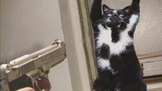 Tổng Hợp Video Chó Mèo Hài Hước Nhất 2023 | Funniest Cats And Dogs Video 😺😍 2023 | Part 07