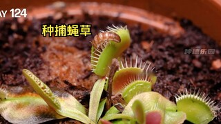 How long does it take for a Venus flytrap to eat a bug? Why can it eat animals?