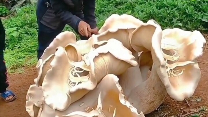 云南发现的巨型大蘑菇究竟是什么？