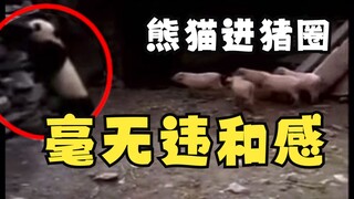 熊猫进猪圈 毫无违和感