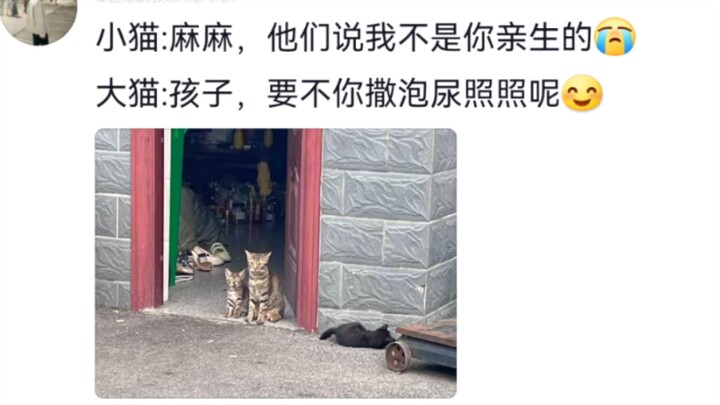 เรื่องการคัดลอก-วางนี่แหละ/.