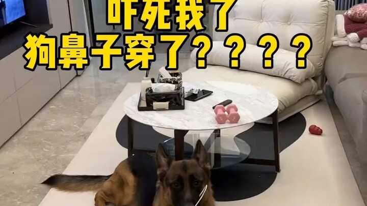 Kiến thức thú vị: Mũi chó có hai khe hở.