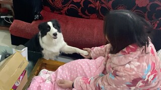 Border Collie: I got praised by Grandma, so I'd better show off my talent right away!