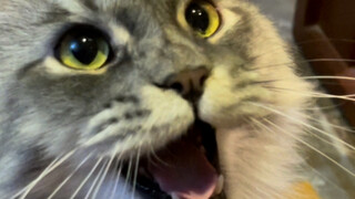 إنه يتظاهر، إنه يتظاهر! هناك جملة لم يستطع إخراجها!