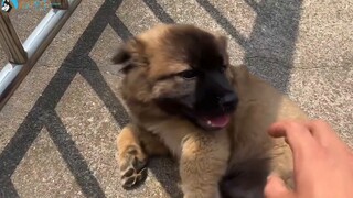 The Sheniu puppy knows how to be grateful. After getting the food, he won't run away. He will let yo