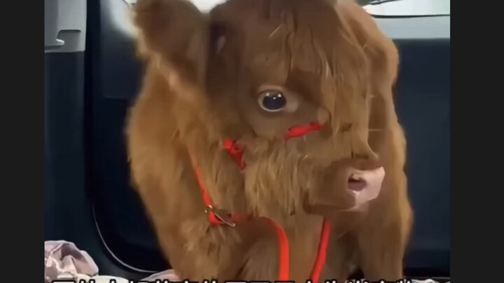 Sapi kecil yang dipelihara malah berubah jadi Raja Iblis Sapi!