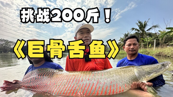 Challenging a 200-pound Arapaima