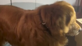 บ้านนี้ขาดหมาไม่ได้เลย ท่านราชันย์: ข้าวุ่นวายใจเพื่อบ้านนี้จริงๆ #โกลเด้นรีทรีฟเวอร์ #บ้านนี้ขาดหมา