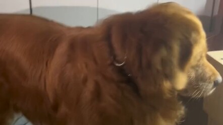 هذا المنزل لا يمكن أن يخلو من الكلب. الداي وانغ: لقد تعبتُ كثيرًا من أجل هذا المنزل! #الجولدن ريتريف