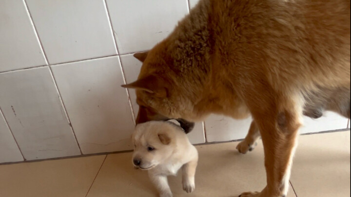 Si kecil tidak menangis, dan ibunya merasa lega. Jika ia menangis saat bermain, ibunya akan membawan