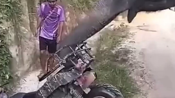 Elephant: Is that all there is to it?