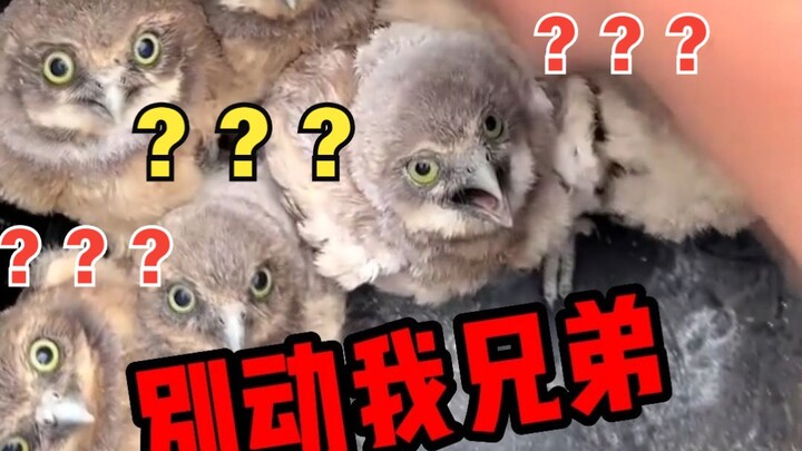 What cute burrowing owls, each one has eyes full of wisdom!