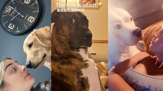 เห่าเหมือนสุนัขต่อหน้าสุนัขของคุณ ดูว่าพวกมันจะมีปฏิกิริยาอย่างไร P2