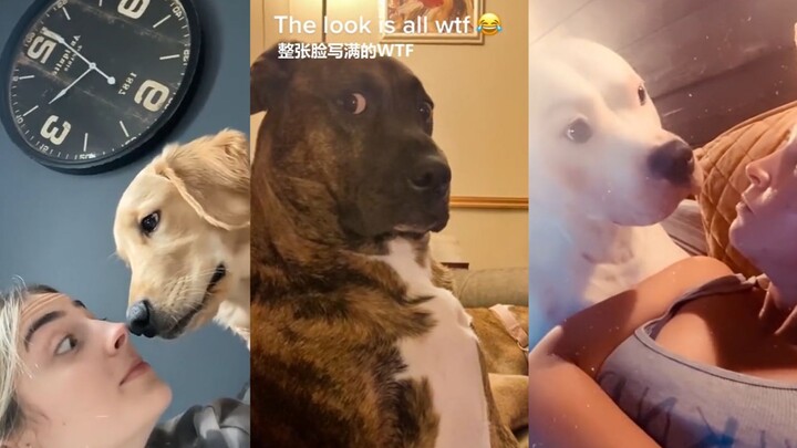 Menggonggong di depan anjingmu, lihat apa reaksi mereka P2