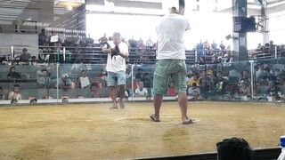 Fight 10. Papatay na manok namin bigla nabuhay pa.  basaan na labanan (Win)