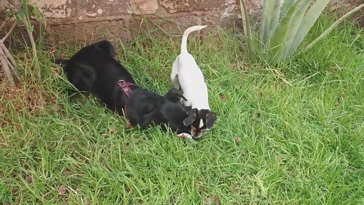 Perritos divertidos