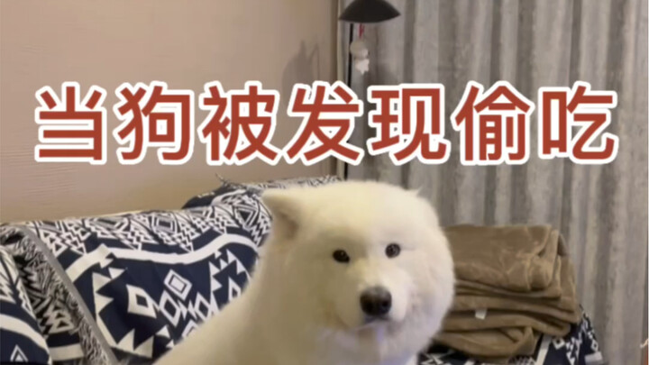 Ketika anjing ketahuan mencuri makanan