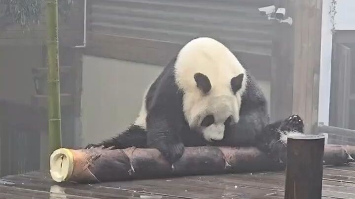 Makan satu saja sudah kenyang.