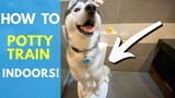 How To Potty Train Your Dog INDOORS