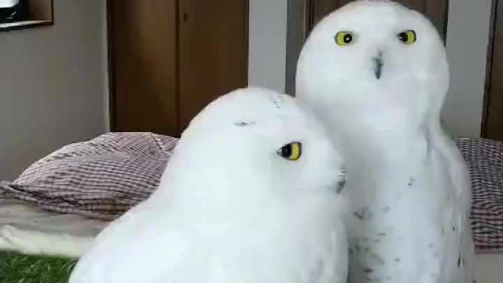 Two of them
