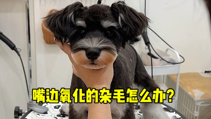 Tutorial perawatan anjing Shih Tzu, cara membersihkan area sekitar mulut agar lebih rapi～