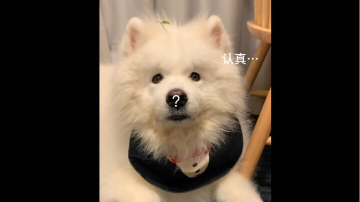 Chú cún loa sub | Ai mà hiểu nổi? Làm sao em bé lại có thể lái máy kéo được chứ!