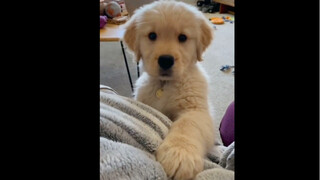 The puppy is stupid, but the puppy is cute