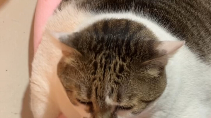 Tiba-tiba aku sadar anjing dalam video ini berlutut—entah apa dia ngejepit sesuatu waktu rebutan tem