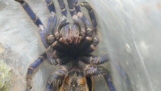 Tarantula Molting Process