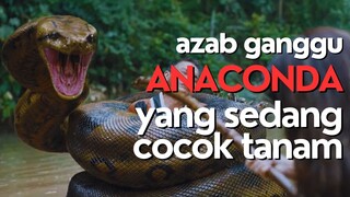 ANACONDA SUB INDO | JANGAN GANGGU ULAR YANG SEDANG MANTAP2