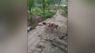 Oánh nhau từ bé đến giờ...cunyeucuadua yeucho yeuchomeo cún cúncon chó chómèo chócon chókhôn yeuchomeo chócute pet dog dogsoftiktok