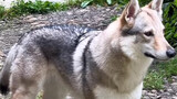 When buying a Czech Wolfdog, will you buy a real wolf?