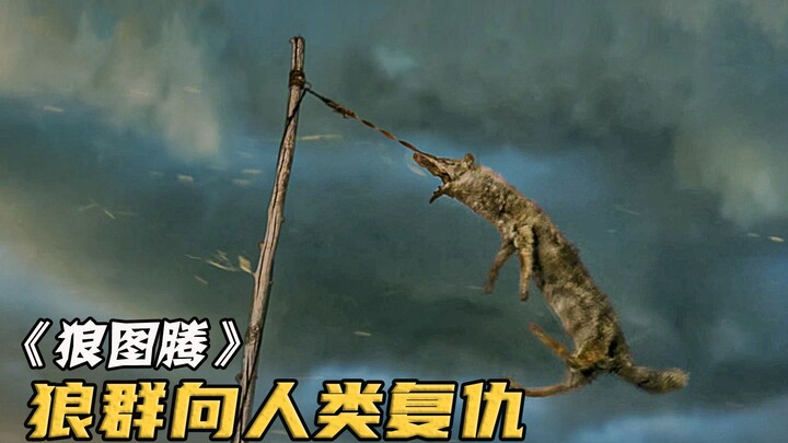 Thi thể sói hoang bị người chăn nuôi treo trên cao! Đàn sói lập tức tập hợp để trả thù khi nhìn thấy