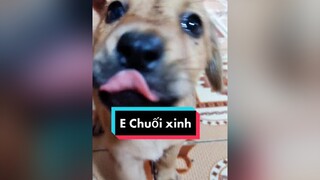 E Chuối còn bé mà khôn với tình cảm lắm luôn...cunyeucuadua chó chócon chókhôn chócute