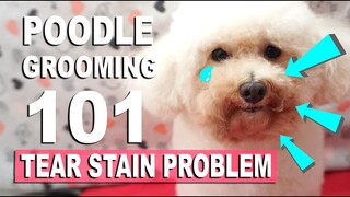 HOW I GROOM MY TOY POODLE :Tear Stain Routine | Poodle Mom