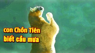 Chuyện Ma Quái Dân Gian : Con Chồn Thành Tinh Biết Cầu Mưa, Con Nhím Thành Tinh Biết Gọi Hồn