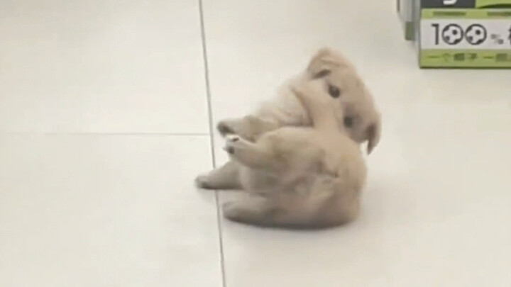 Sepertinya dia bayi kecil