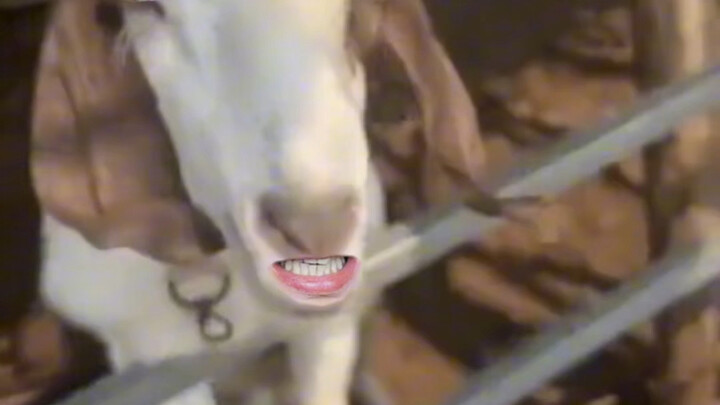 Domba: Bu Hao, ada anjing! #hewan #dubbinglucu #ngakaksetiapterlihat